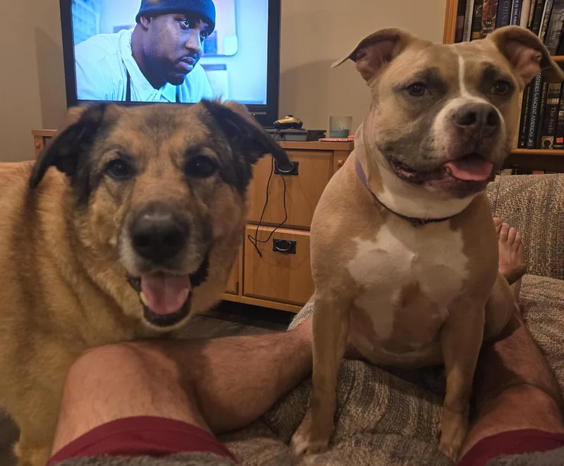 An adult large-sized female Pit Bull Terrier dog named Luna for adoption in Amherst, MA