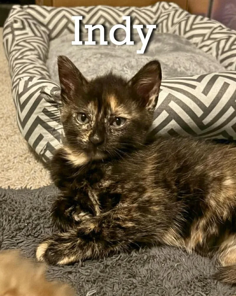 A baby small-sized female Domestic Short Hair cat named Indy for adoption in Dallas, TX