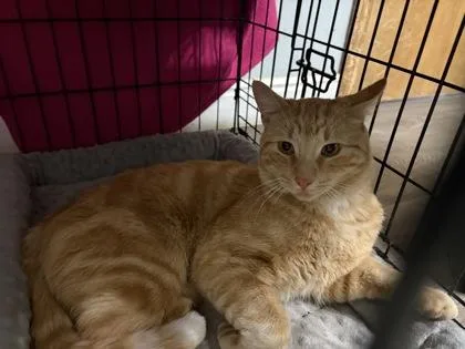 An adult medium-sized male Domestic Short Hair cat named Ferdinand for adoption in Divide, CO
