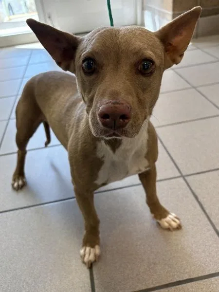 An adult small-sized male Chihuahua dog named Ferngully for adoption in Rio Rancho, NM