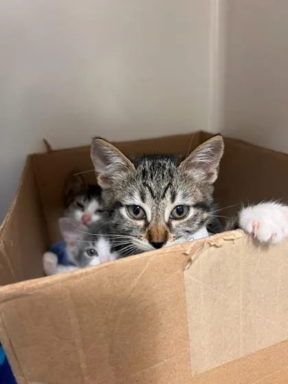 A baby small-sized female Domestic Short Hair cat named Bagel for adoption in Honolulu, HI