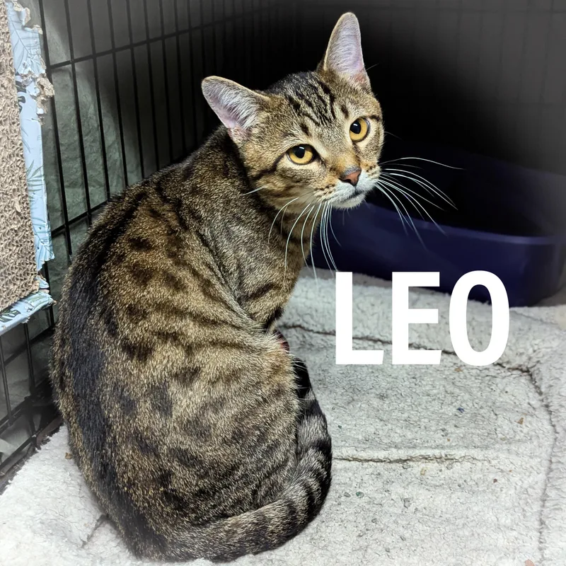 Leo