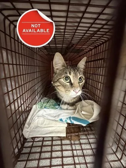 An adult medium-sized male Domestic Short Hair cat named Mochi for adoption in Lowell, MA