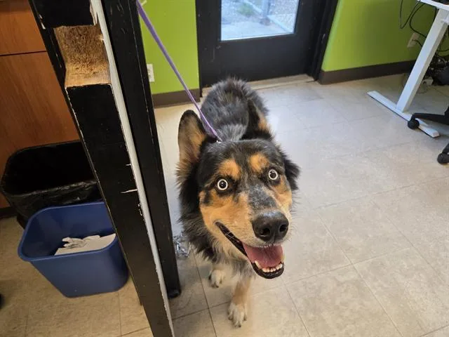 An adult medium-sized male Husky dog named Bow for adoption in Kent, WA