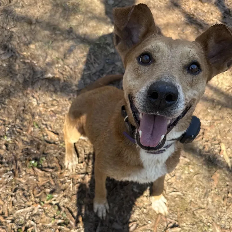 Dingo thumbnail 2