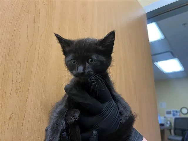 A baby small-sized male Domestic Short Hair cat named Jasper for adoption in Tustin, CA