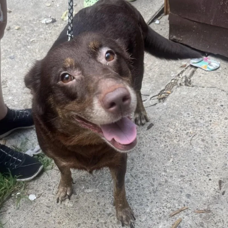 An adult large-sized male Brown / Chocolate Chocolate Labrador Retriever dog named Smarty for adoption in Springboro, OH