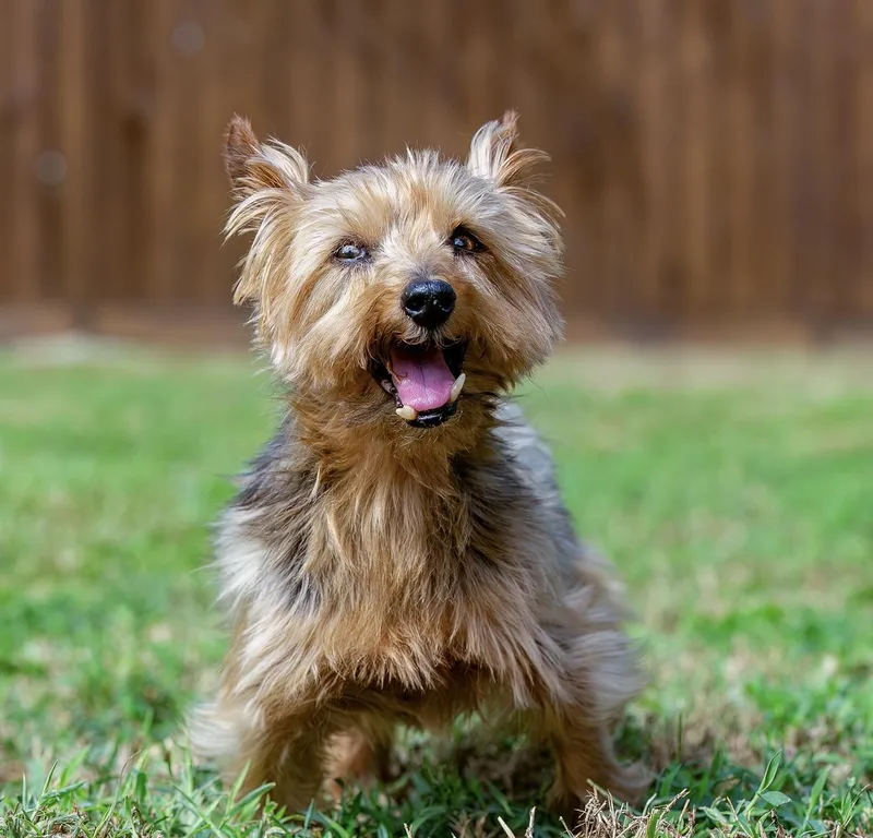 A senior small-sized male Black Yorkshire Terrier dog named Duffy for adoption in Tomball, TX
