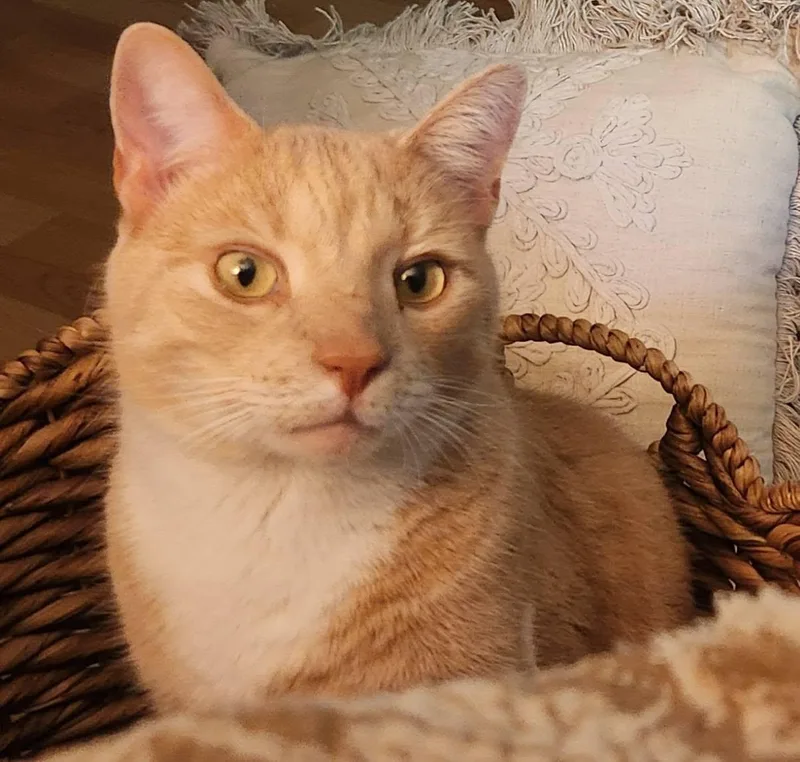 A young medium-sized male Orange & White Domestic Medium Hair cat named Mango for adoption in Granby, CT