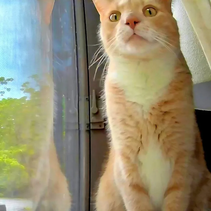 Mango thumbnail 2
