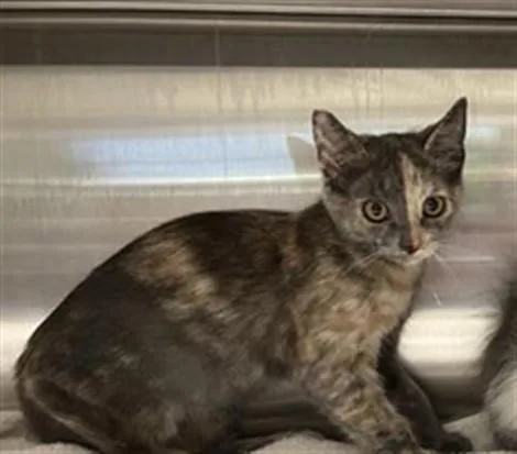 A baby small-sized female Domestic Short Hair cat named Cape Cod for adoption in Auburn, CA