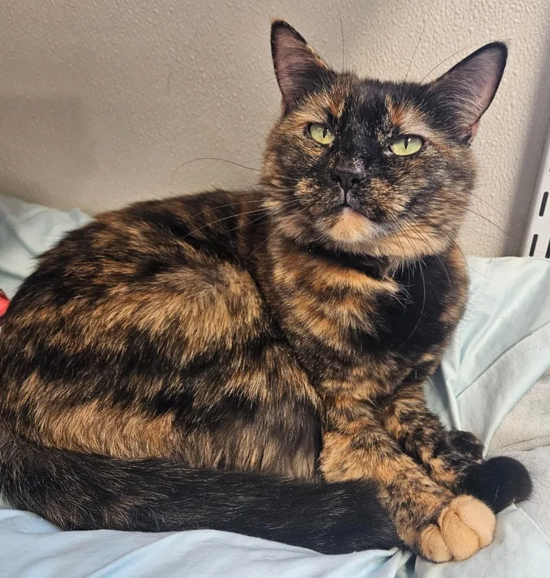 Ruthless Ruthie thumbnail 2