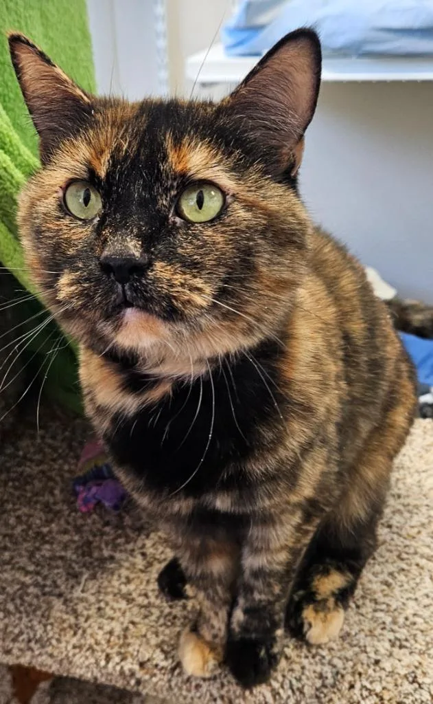 Ruthless Ruthie thumbnail 3