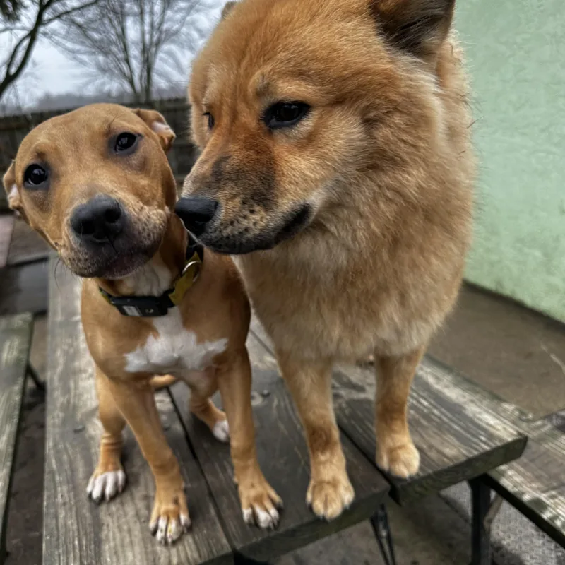 Pennsylvania thumbnail 4