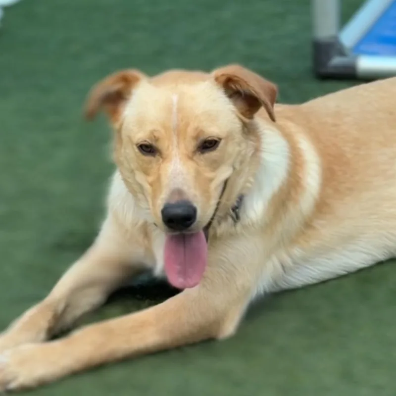 A young large-sized male Yellow / Tan / Blond / Fawn Labrador Retriever dog named Bentley for adoption in Mission Hills, CA
