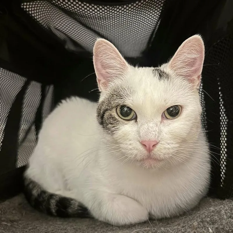 Daffodil thumbnail 2