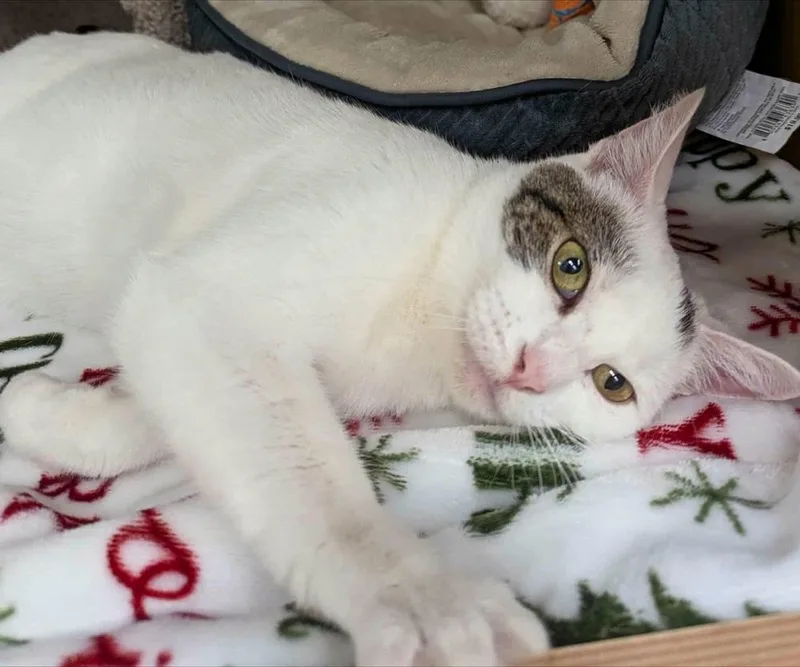 Daffodil thumbnail 4