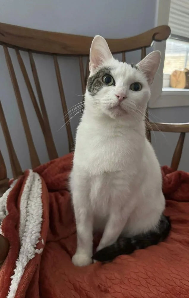 Daffodil thumbnail 5