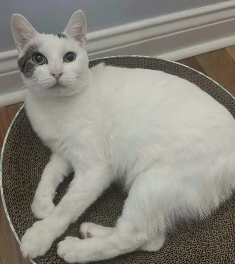 Daffodil thumbnail 6