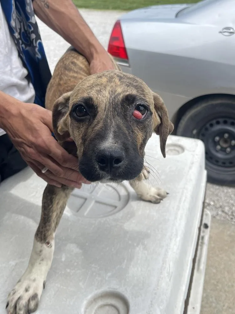 A baby medium-sized male Brindle Labrador Retriever dog named Perez for adoption in Bolivar, MO