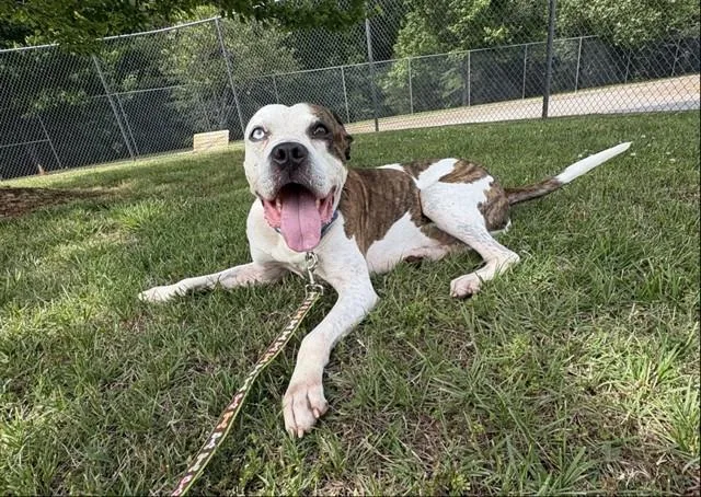 A young medium-sized male Pit Bull Terrier dog named Vander for adoption in Statesville, NC
