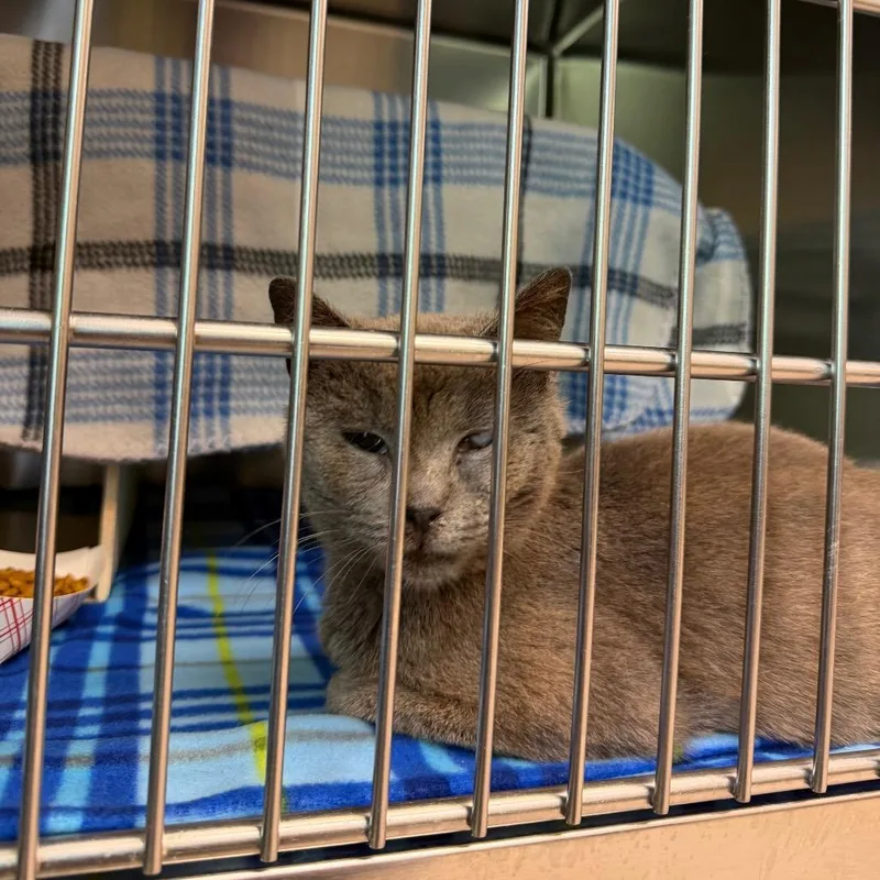 An adult medium-sized female Gray / Blue / Silver Domestic Short Hair cat named Kassi for adoption in Newark, NJ