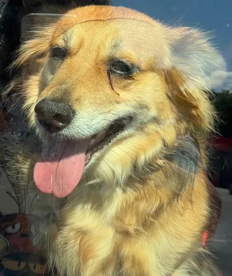 An adult medium-sized female Collie dog named Ruby for adoption in Elizabethton, TN