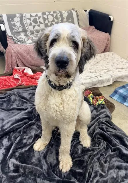 An adult extra large-sized male Poodle dog named Phatty for adoption in Fort Wayne, IN