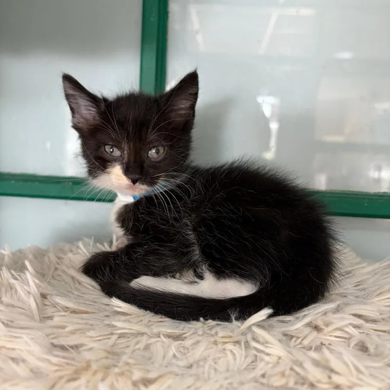 A baby small-sized female Black Domestic Short Hair cat named Chicken for adoption in West Point, MS
