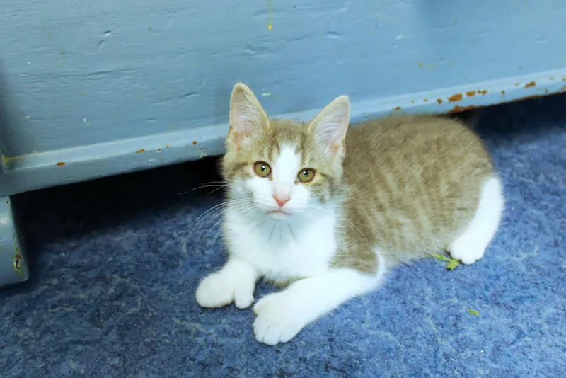 A baby medium-sized male Tabby (Gray / Blue / Silver) American Shorthair cat named Johnny for adoption in Urbana, OH