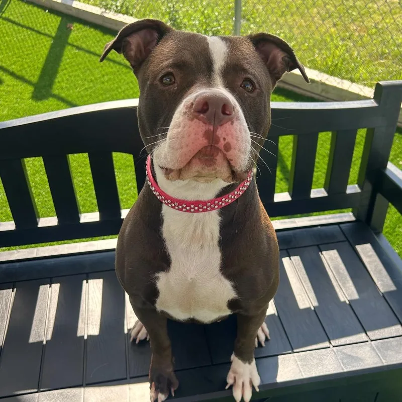 An adult medium-sized female Brown / Chocolate Mixed Breed dog named Clove for adoption in Binghamton, NY