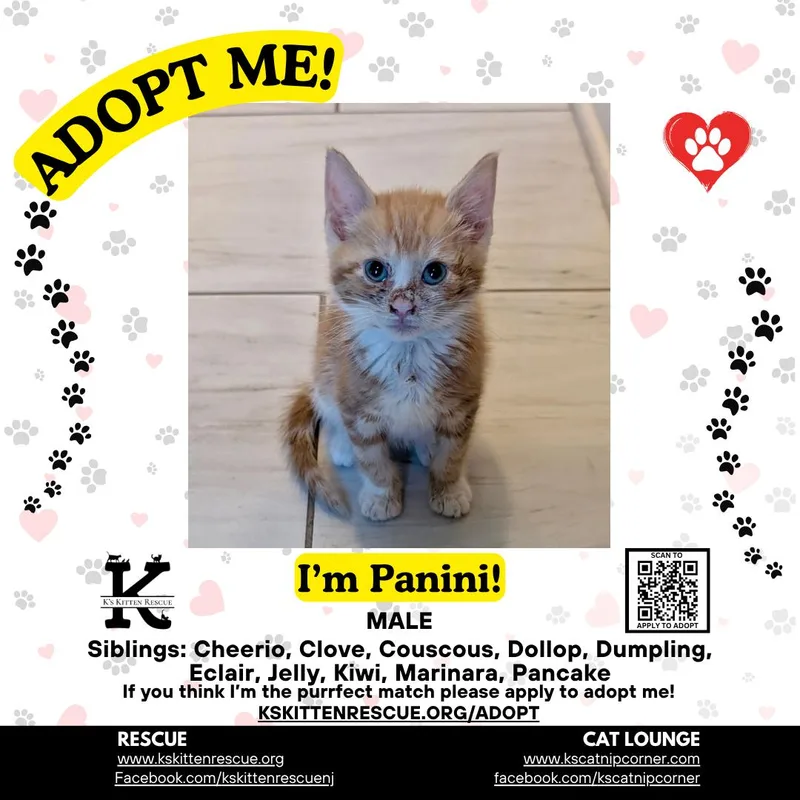 A baby medium-sized male Orange & White Domestic Short Hair cat named Panini for adoption in Brick, NJ