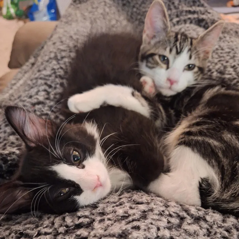 A young medium-sized male Black & White / Tuxedo Domestic Short Hair cat named Surcie for adoption in Oklahoma City, OK