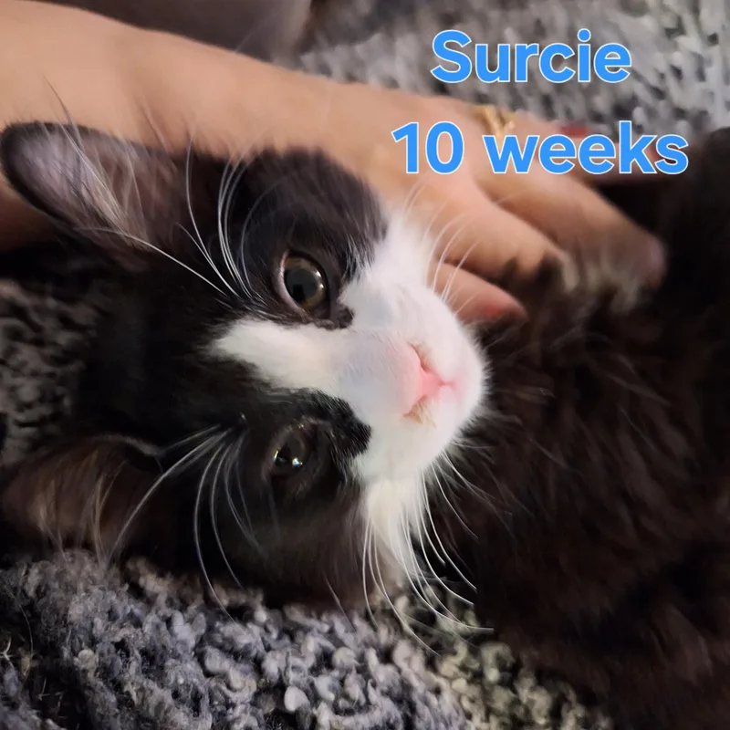 Surcie thumbnail 3