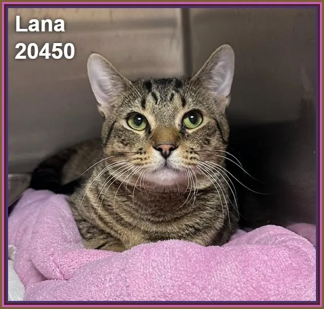 An adult medium-sized female Tabby (Brown / Chocolate) Domestic Short Hair cat named Lana for adoption in Marietta, GA