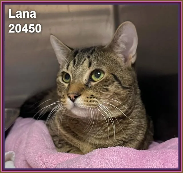 Lana thumbnail 3