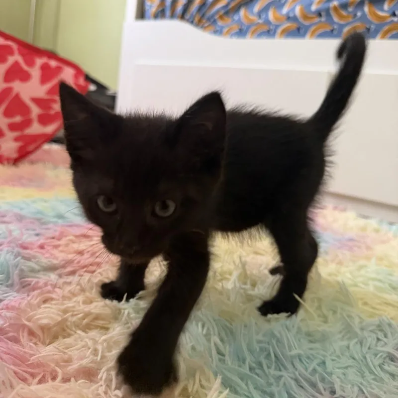 Binx