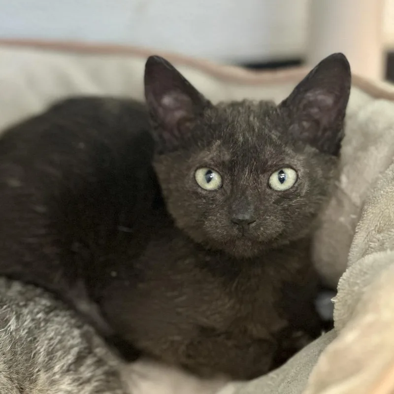 A baby small-sized male Domestic Short Hair cat named Shadow for adoption in Austin, TX
