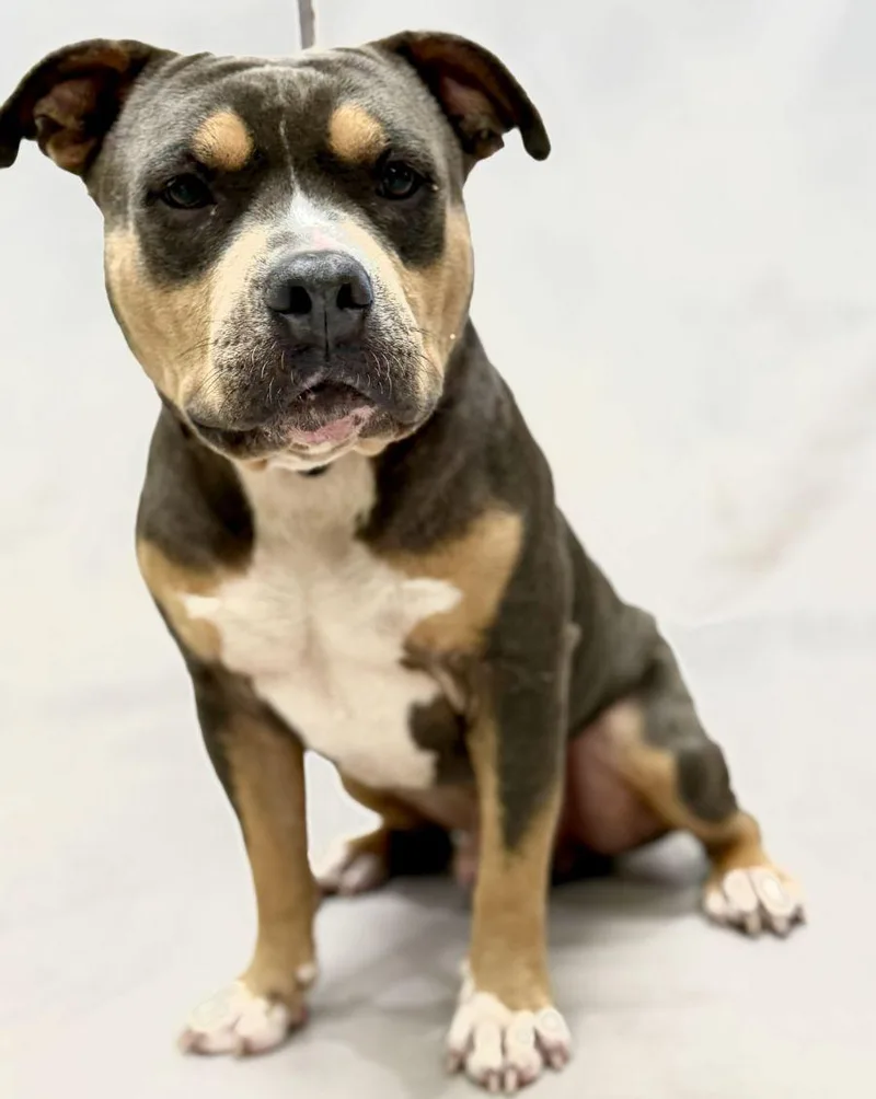 An adult medium-sized male Tricolor (Brown, Black, & White) Terrier dog named Asher for adoption in Sanford, FL