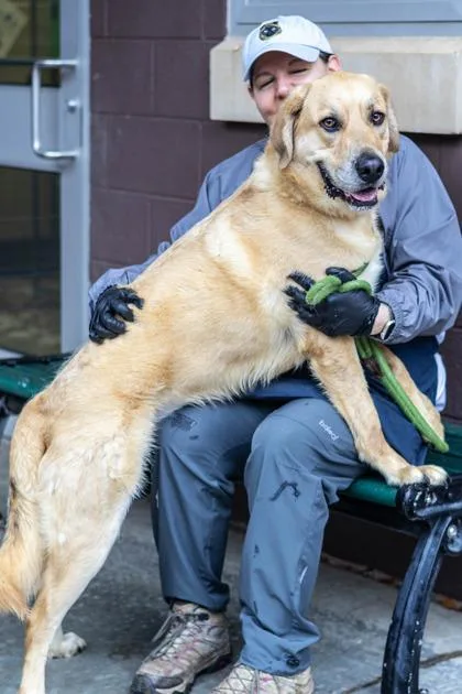 An adult large-sized male Mixed Breed dog named Saffron for adoption in Chamblee, GA