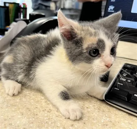 A baby small-sized female Domestic Short Hair cat named Chai for adoption in San Pedro, CA