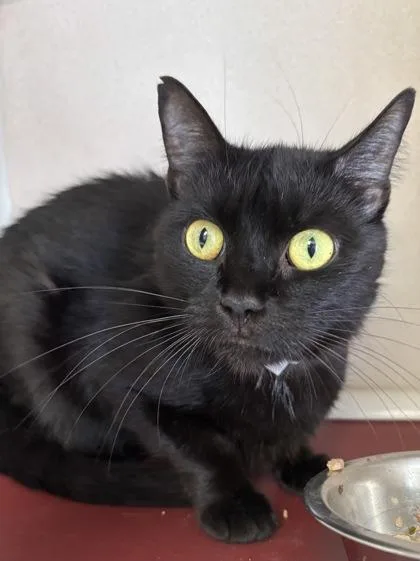An adult small-sized female Domestic Short Hair cat named Starfire I AM for adoption in East Brookfield, MA