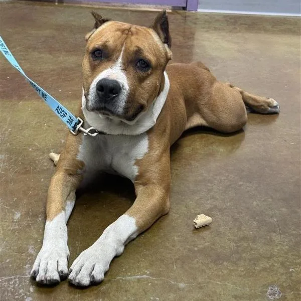 A senior large-sized male Brown / Chocolate Pit Bull Terrier dog named Stray Hold Capone for adoption in Albuquerque, NM