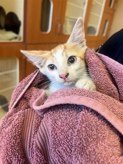 A baby small-sized female Domestic Short Hair cat named A for adoption in Blythe, CA
