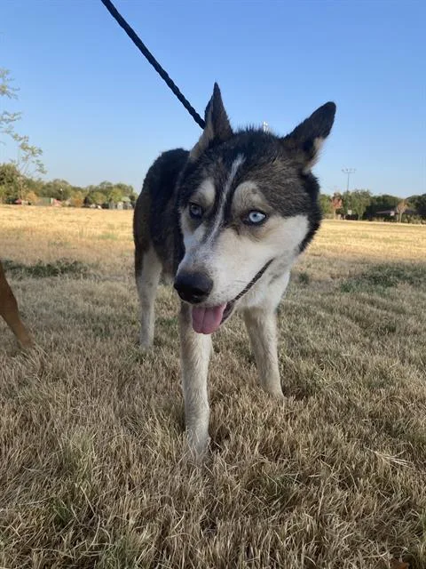 An adult large-sized female Mixed Breed dog named Island for adoption in Dallas, TX