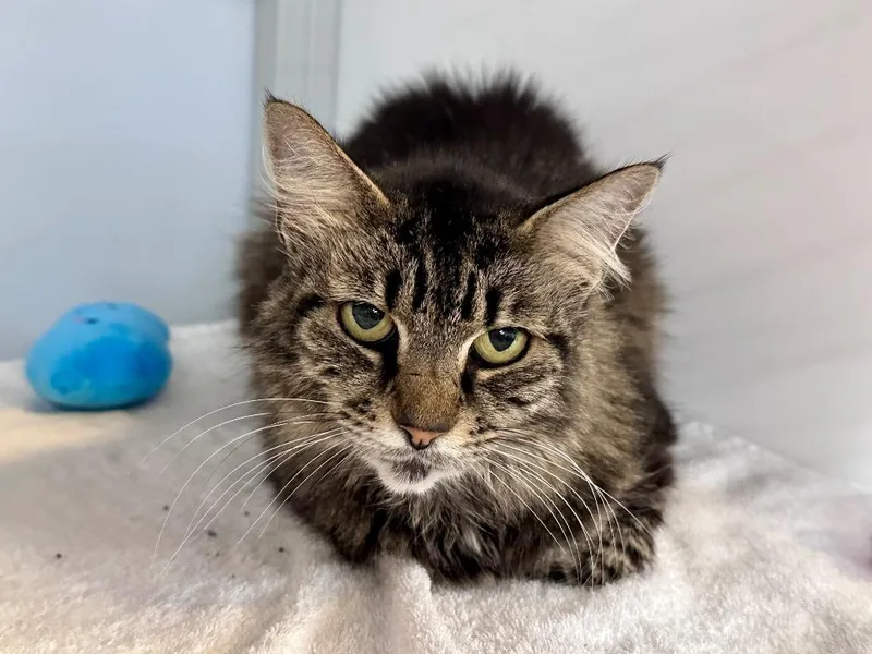 A young medium-sized female Domestic Medium Hair cat named Neptuna for adoption in Raleigh, NC