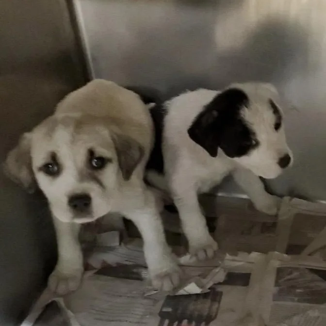 A baby large-sized female White / Cream Great Pyrenees dog named Anna for adoption in Wilmington, IL