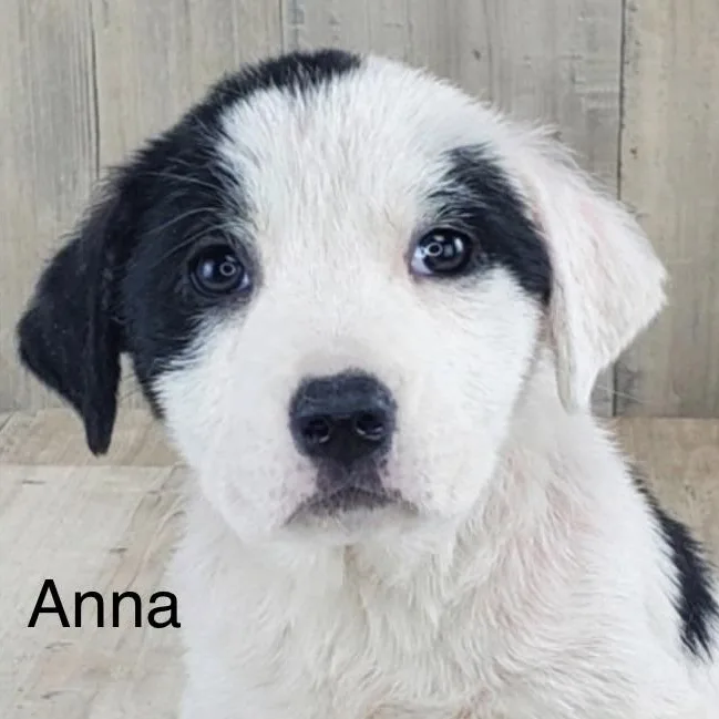 Anna thumbnail 2