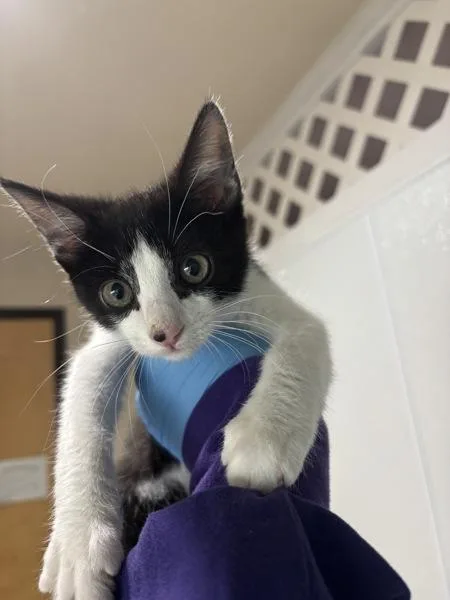 A baby small-sized male Domestic Short Hair cat named Hero for adoption in Sherwood, OR