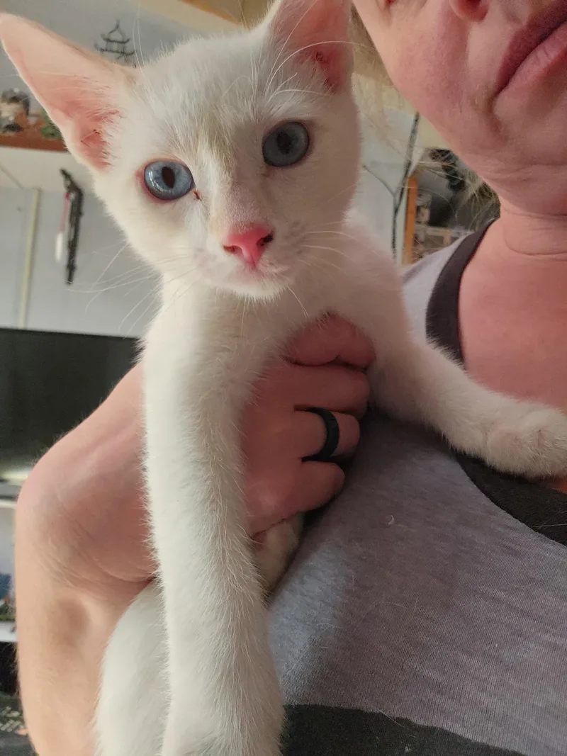 A baby medium-sized male Flame Point Siamese cat named Lewis for adoption in Albuquerque, NM